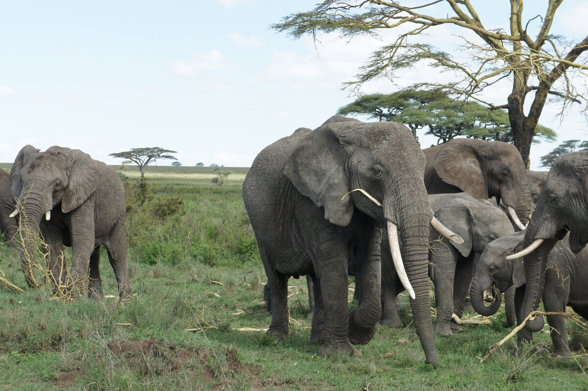Утром на этом месте была симпатичная акациевая рощица. После прохода слонов почти ничего не осталось. Танзания.