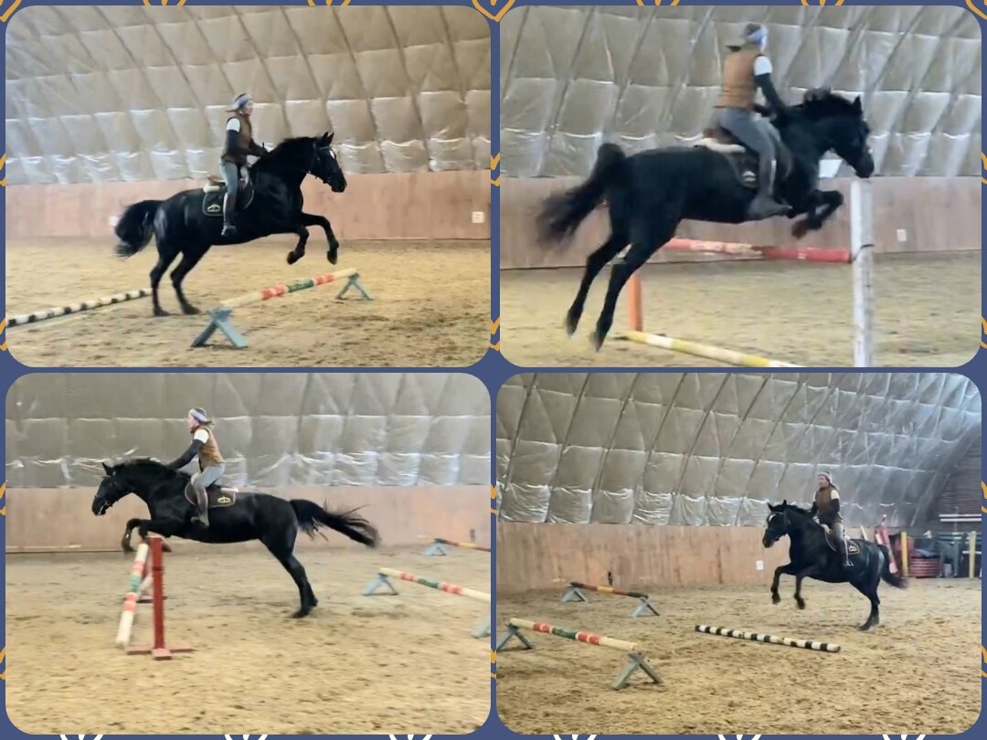 Улучшаем галоп или просто развлекаем Птицу на гимнастике на кавалетти. Главное поставить правильное расстояние 😵‍💫 