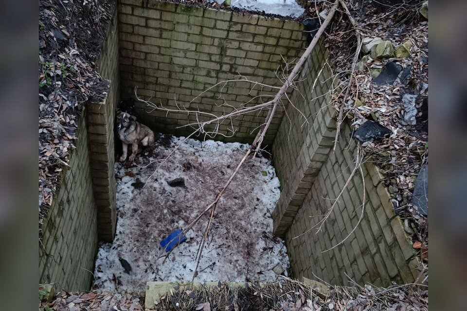     Напуганные щенята угодили в подземную ловушку. Фото: предоставлено «КП-САМАРА
