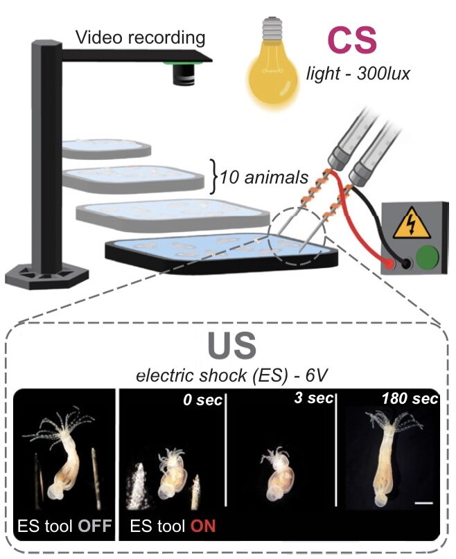    Схема эксперимента и сокращение актиний; US — безусловный стимул (ток), CS — условный стимул (свет) Gaelle Botton-Amiot et al. / Proceedings of the National Academy of Sciences, 2023