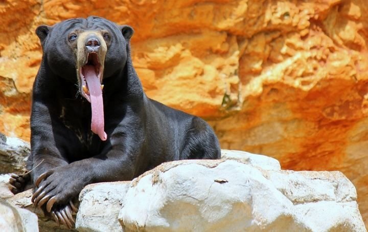      Малайский медведь, или бируанг, или солнечный медведь (Helarctos malayanus)