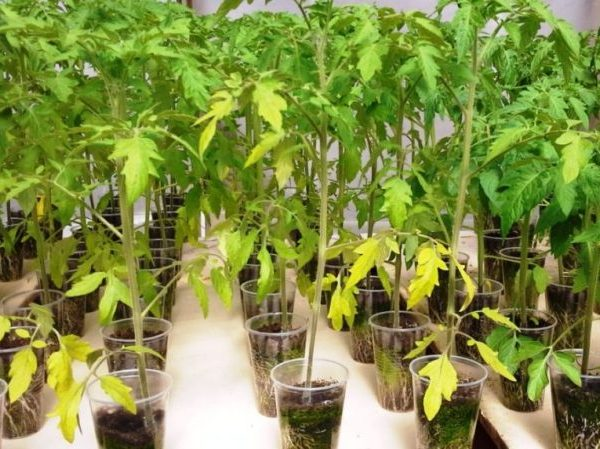 ������� ������ ������