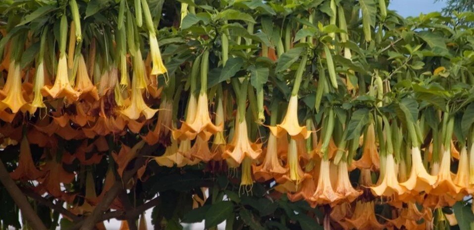 Растение Ангелова