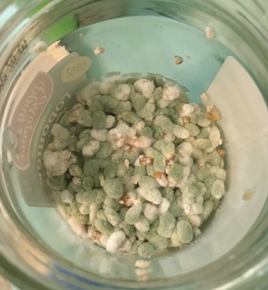  Триходерма на перловой крупе. 