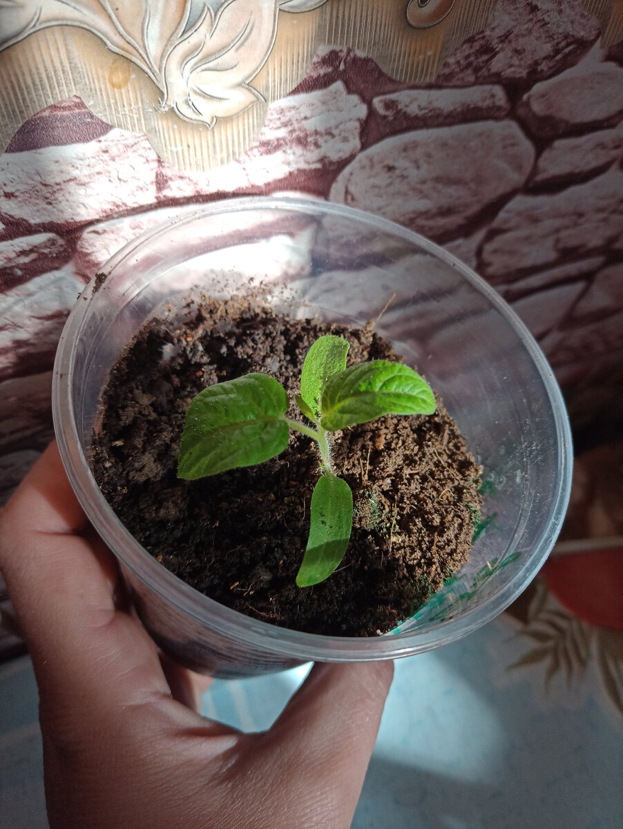 Таинственная леди