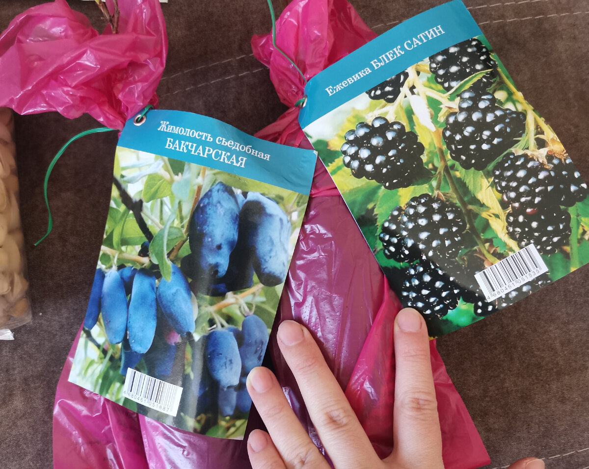 Выбирала в основном по картинке, ежевику вообще никогда не выращивала, а жимолость была только не вкусная на даче в Кемерово.  