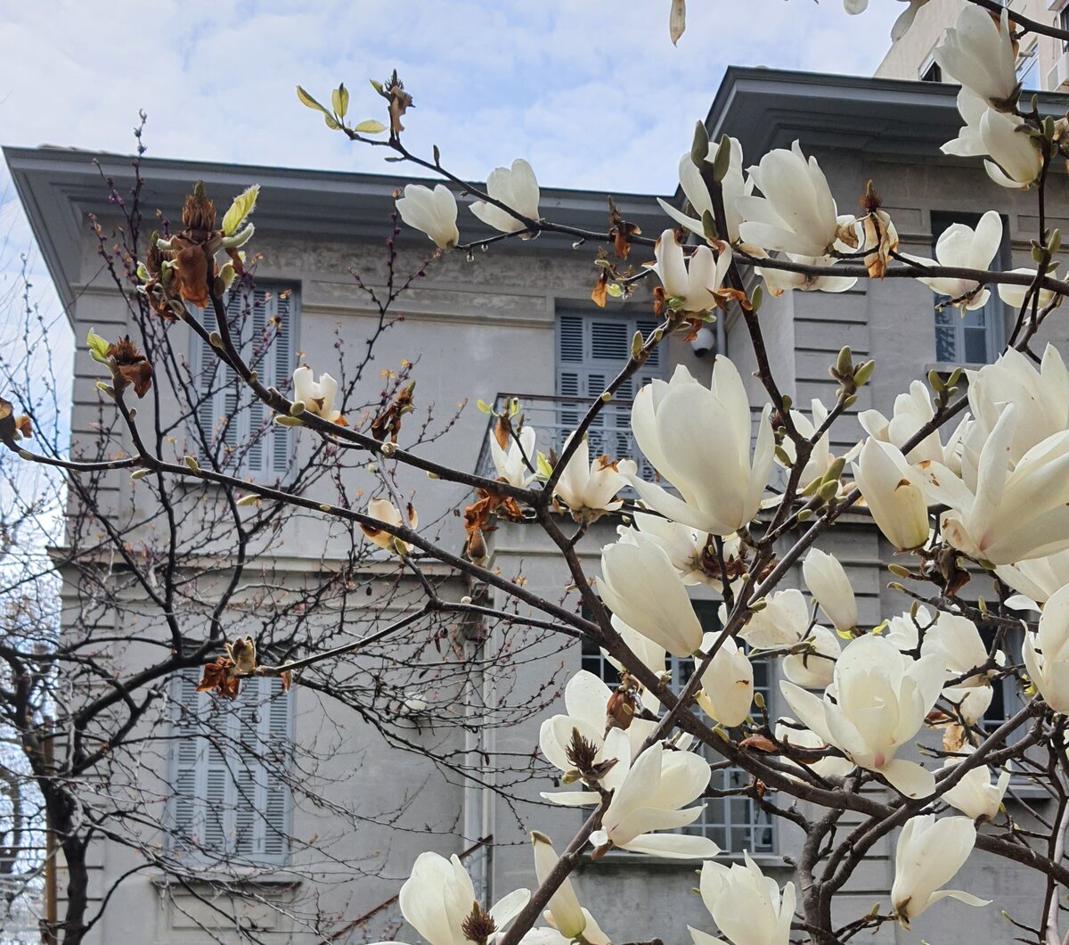 Весеннее цветение в Стамбуле. Где и когда можно увидеть тюльпаны, глицинию,  сакуру | Тревел чесотка | Дзен