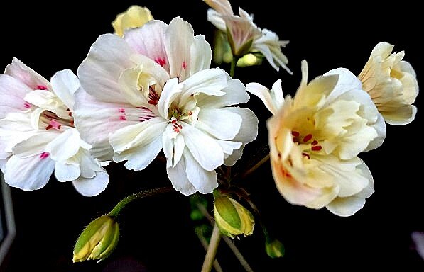 Ах, какая же она красавица, эта моя Амазонка! 