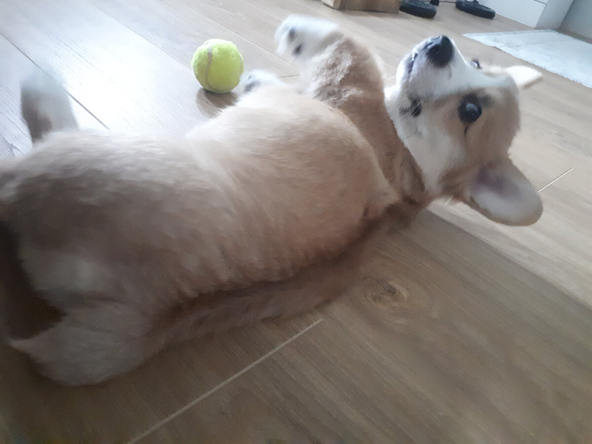 Невероятная история спасения