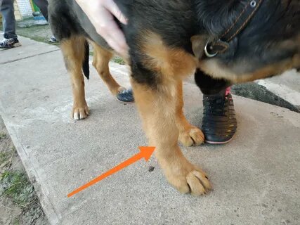 Вывих передней лапы.