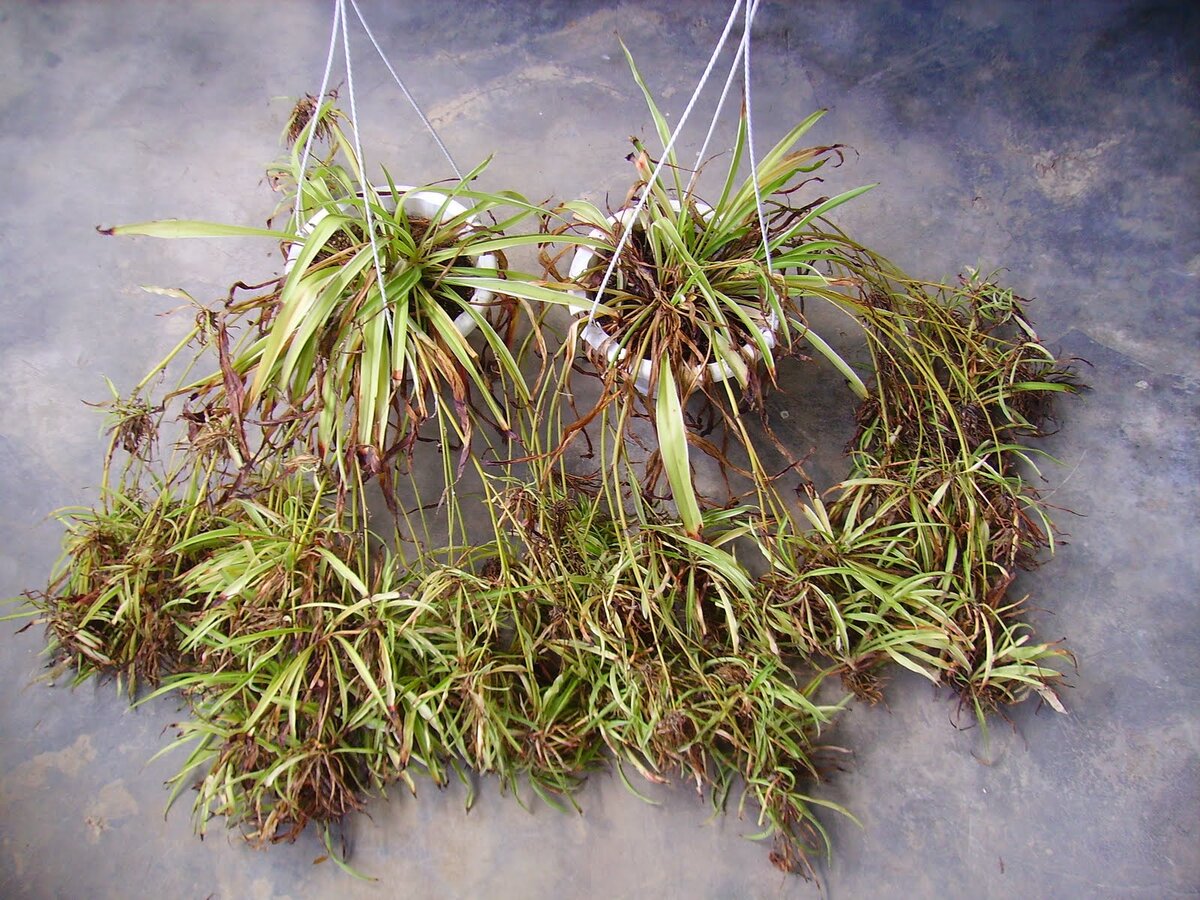 Паутинное растение (Chlorophytum comosum)