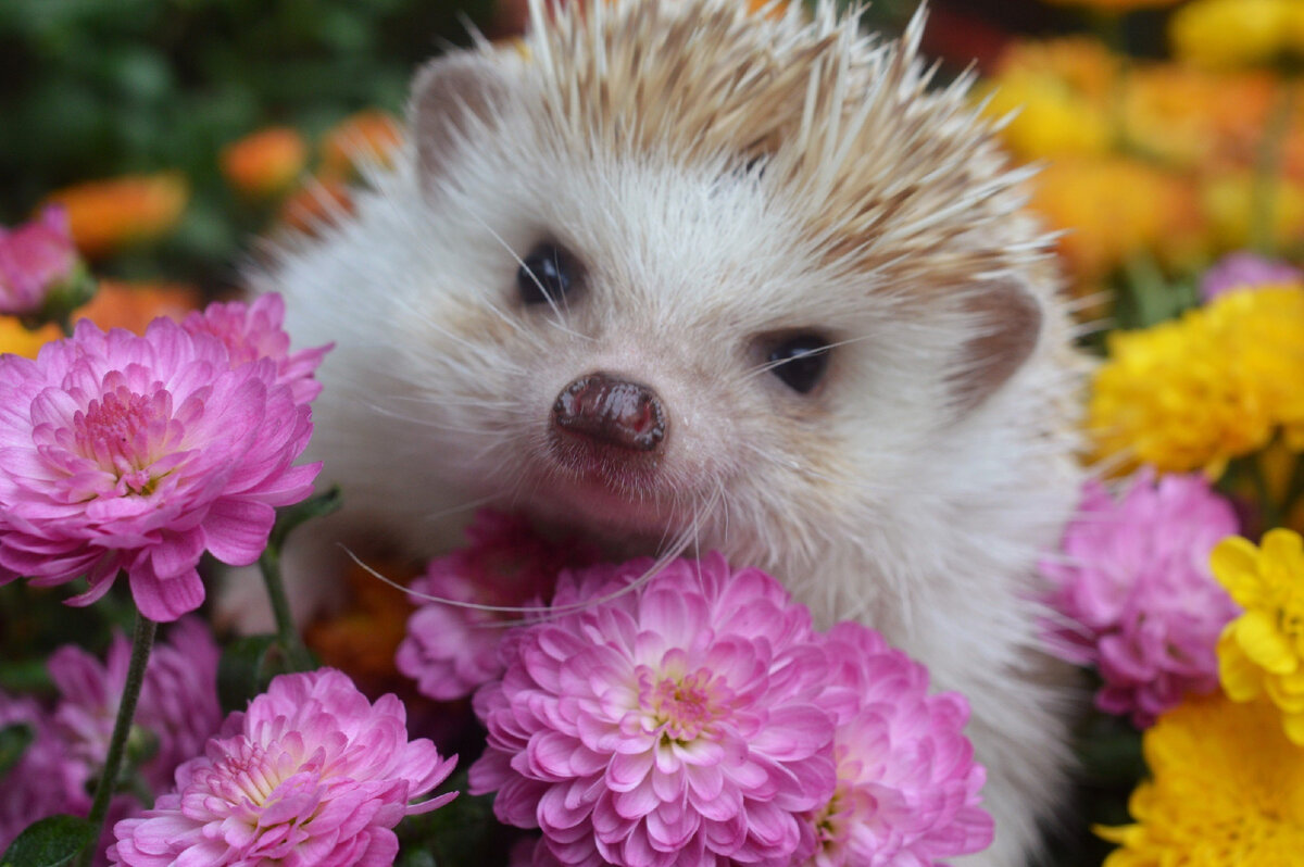 Ёж многими воспринимается как милый забавный зверек/ © dacha.help