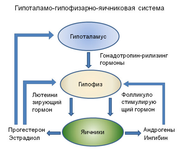 Схема регуляции репродуктивной функции женщины