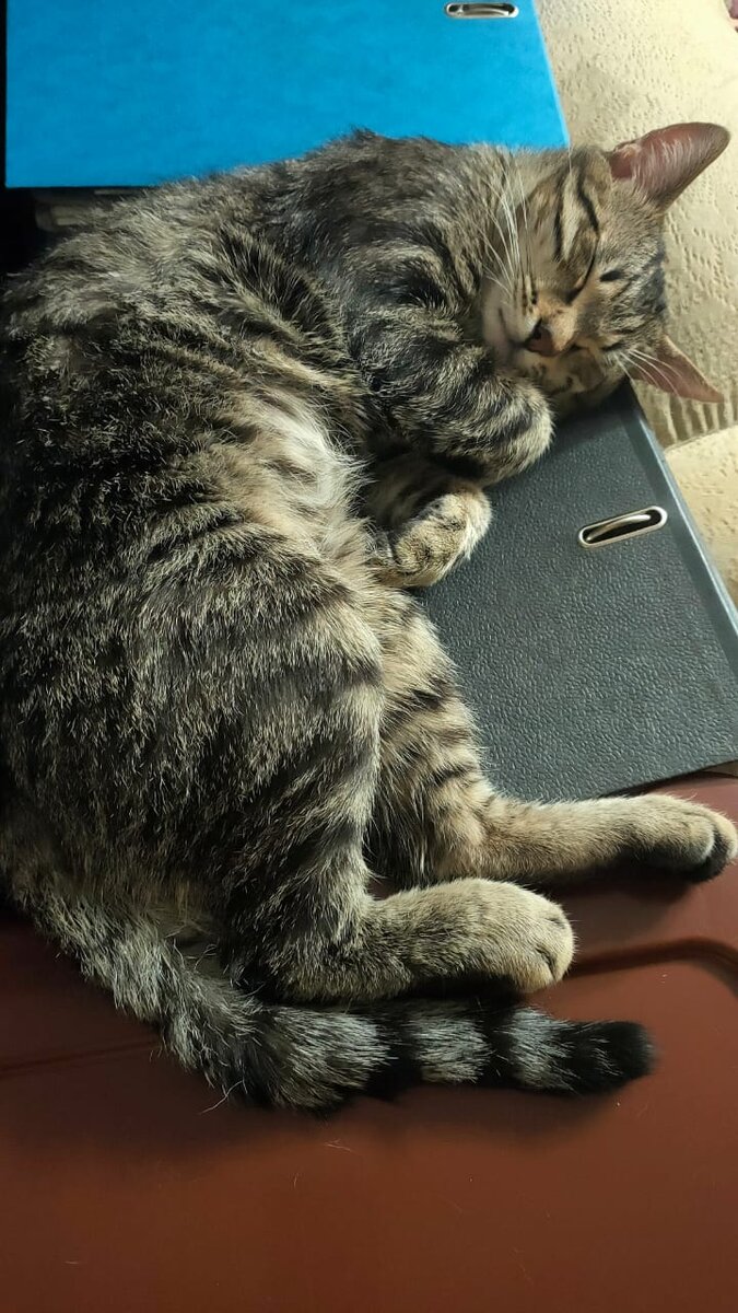 Посмотрев на такое, тоже хочется лапки поджать и спать лечь