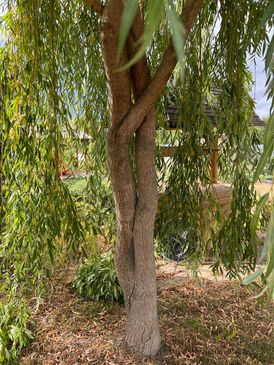 Фото автора. 2022 год, август. Весной обрезали и подстригли иву.  Мастерам по обрезке была поставлена задача обрезать так, чтобы пространство под кроной превратилось в подобие беседки… Ствол с самого раннего возраста формировала под своеобразную волну… Так два дерева стали похожи на обнимающихся…