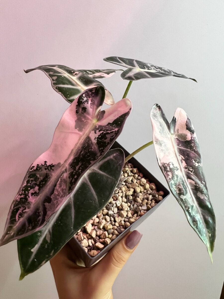 Алоказия Бамбино Вариегатная