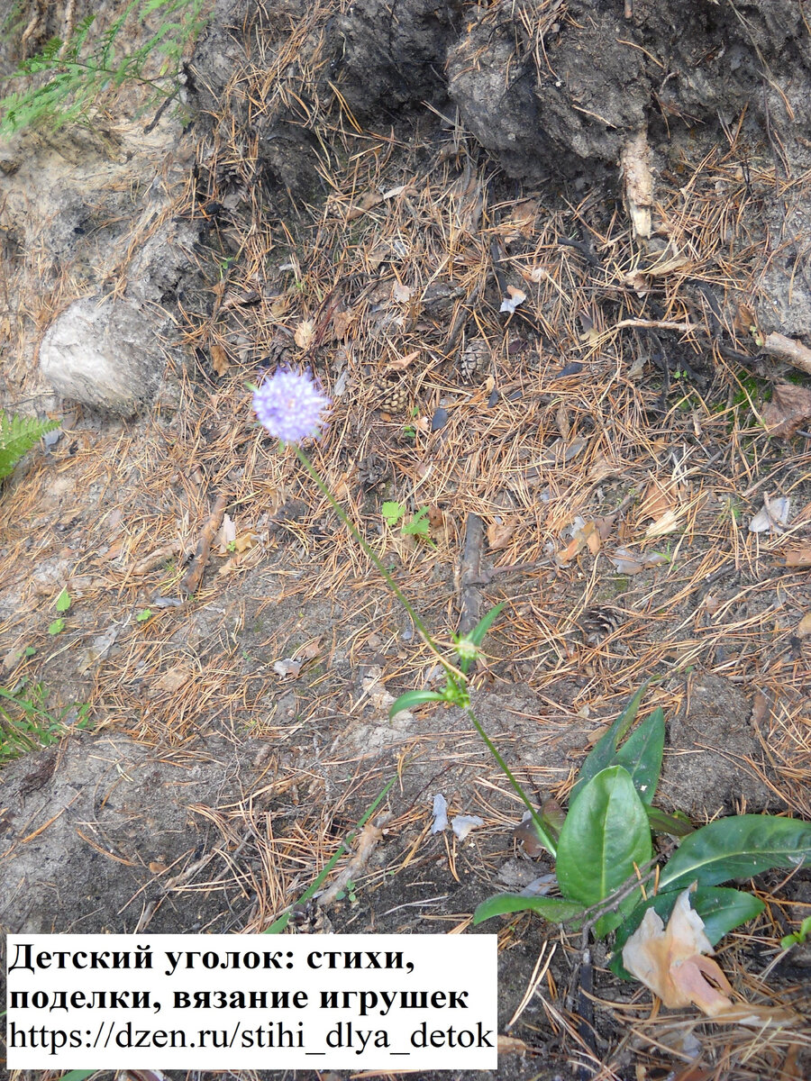 Растительность зауральского леса