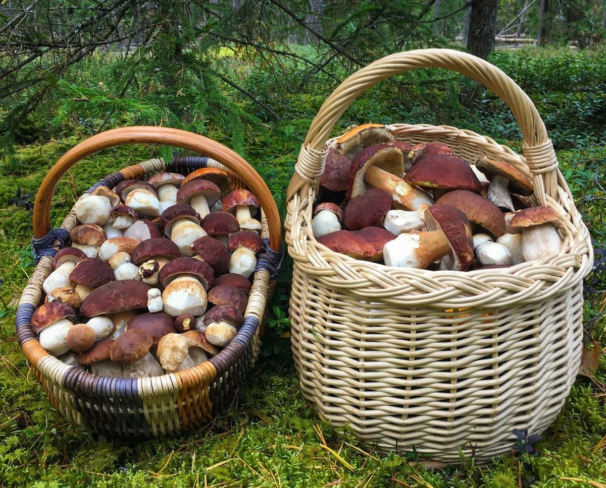 Сон собирать белые грибы в лесу женщине. Корзина грибов. Белые грибы в корзинке. Корзинка с грибами. Урожай грибов в корзине.