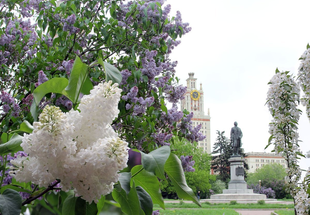 Май в городе фото