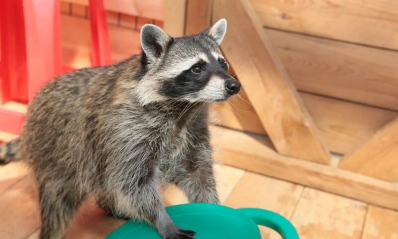 Фото vot-enot.com