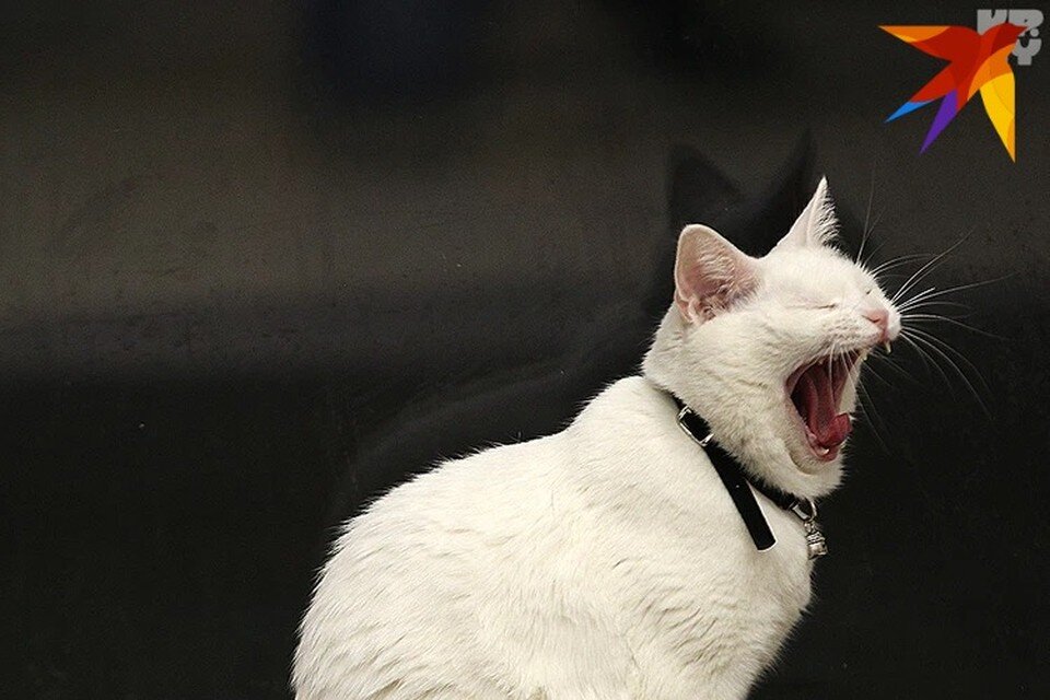     Зевают коты и их хозяева. Павел МАРТИНЧИК