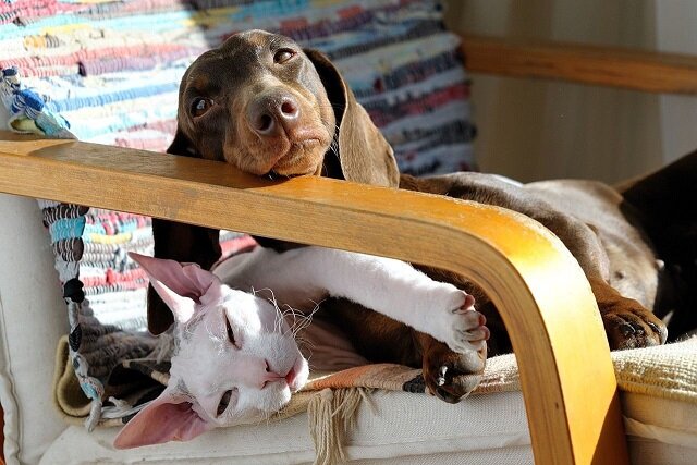 Вот такая сфинксо-таксячья дружба.