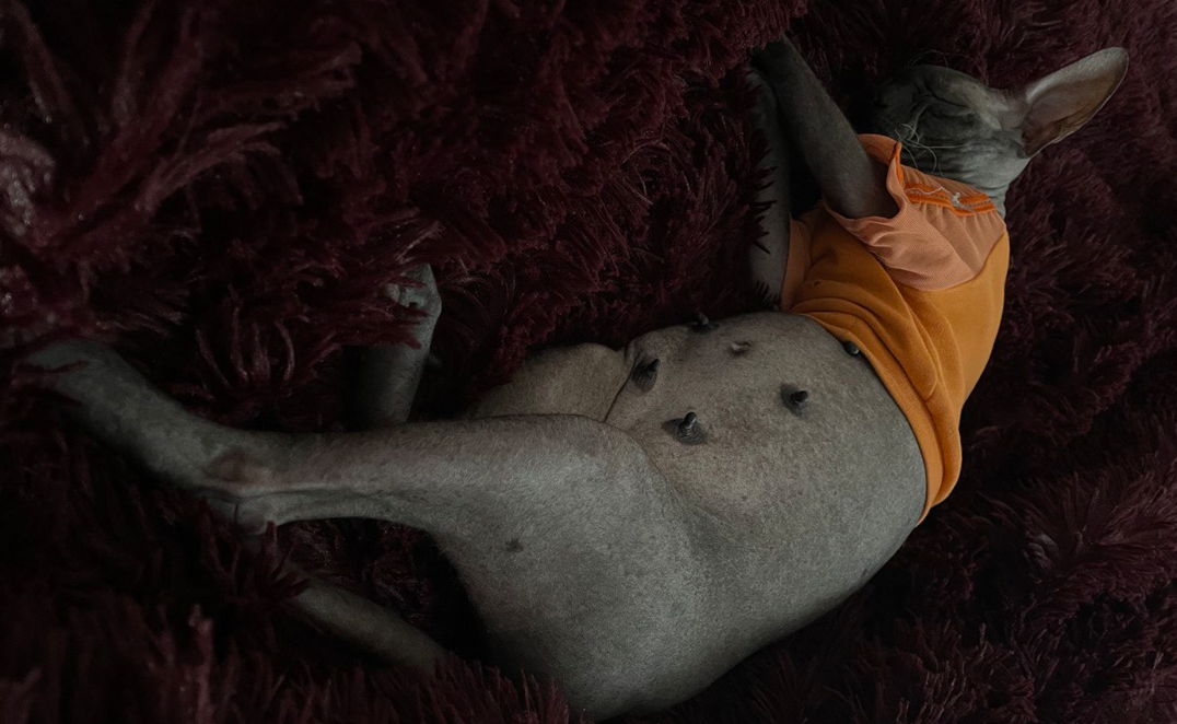 Беременная Лу́на 