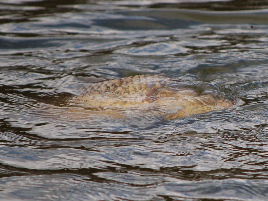     Фото: Яншевского Андрея.