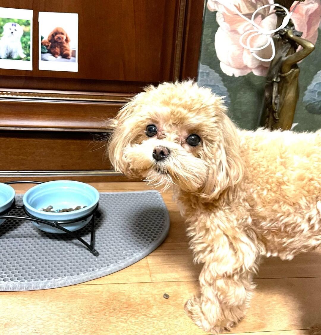    Собака Ларисы ГузеевойСоцсети Ларисы Гузеевой