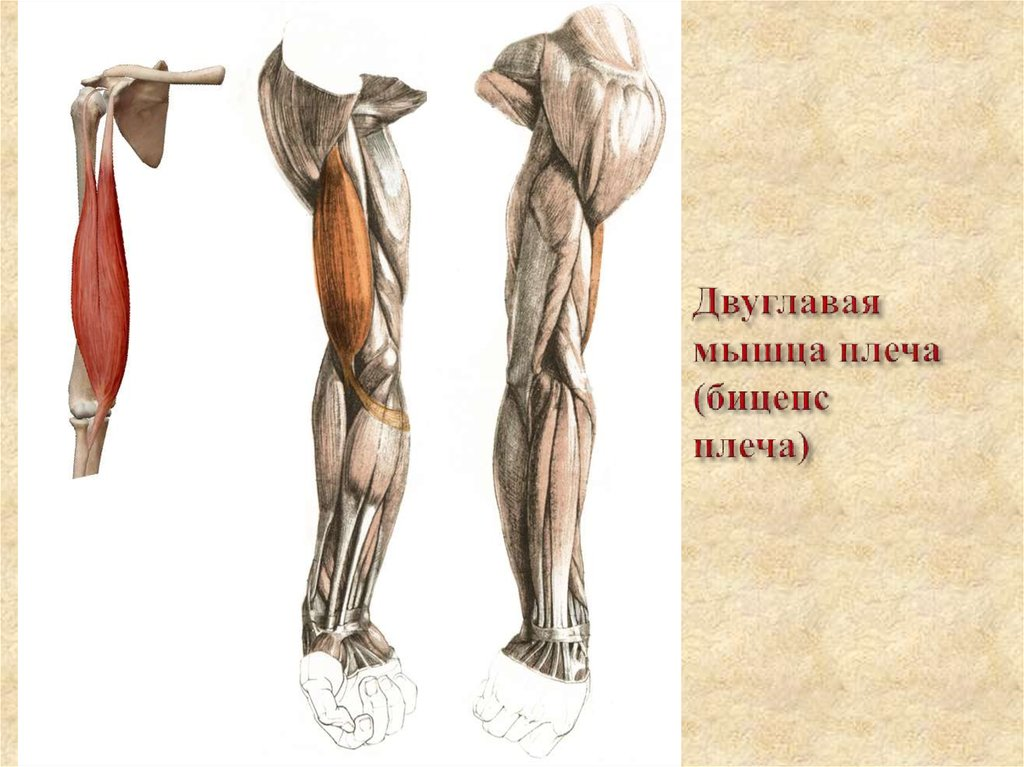 Двуглавая мышца плеча. Двуглавая мышца плеча анатомия. Длинная головка двуглавой мышцы плеча анатомия. Двух Главаня мышца плеча. Даух главая мышца плеча.