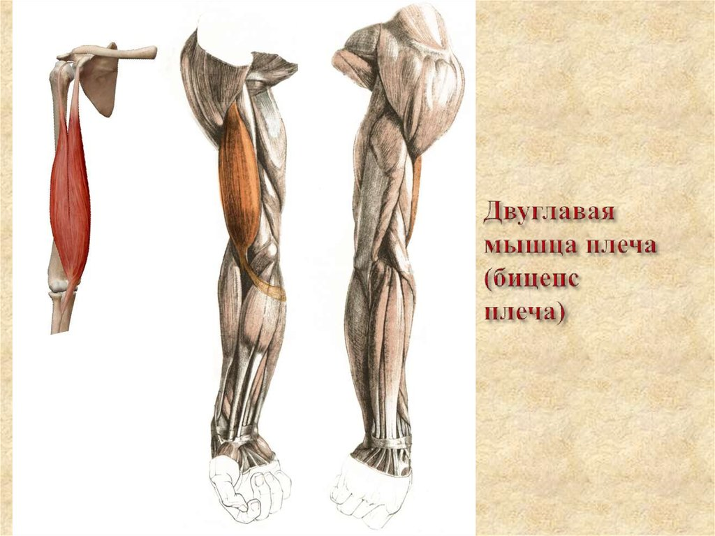 Плечевая мышца руки. Двуглавая мышца плеча анатомия. Длинная головка двуглавой мышцы плеча анатомия. Двух Главаня мышца плеча. Даух главая мышца плеча.