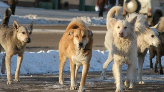    Кинолог перечислил опасные мифы о бездомных собаках Алина Городниченко
