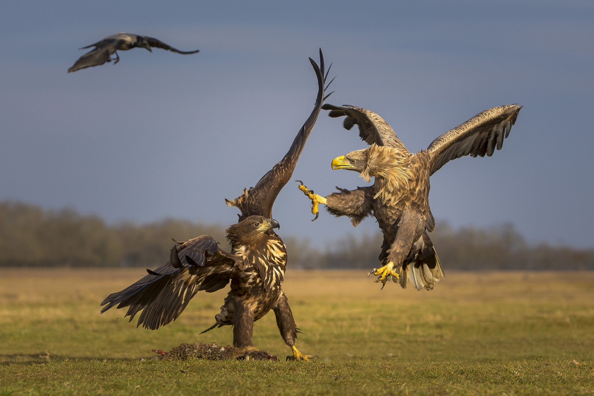 Соперничество между хищниками за добычу пример A hyena and vulture are locked in an intense stare down over food at the Maasai