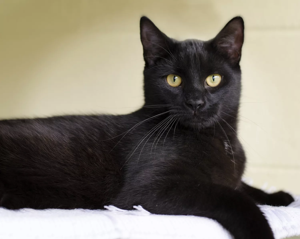 Почему люди испытывали страх перед чёрными кошками и как это влияло на их судьбу