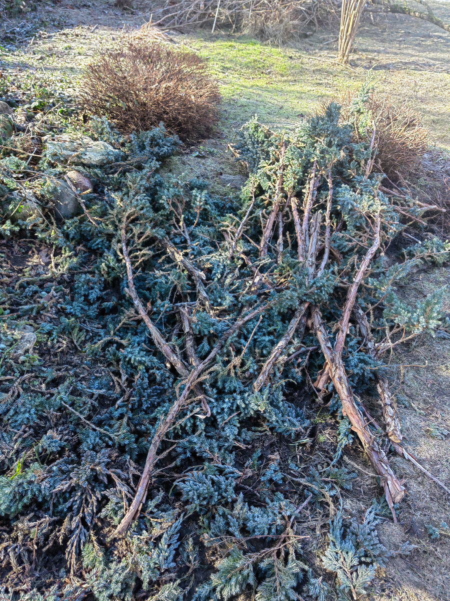 Видите, какие уже оголенные стволы были... 😔