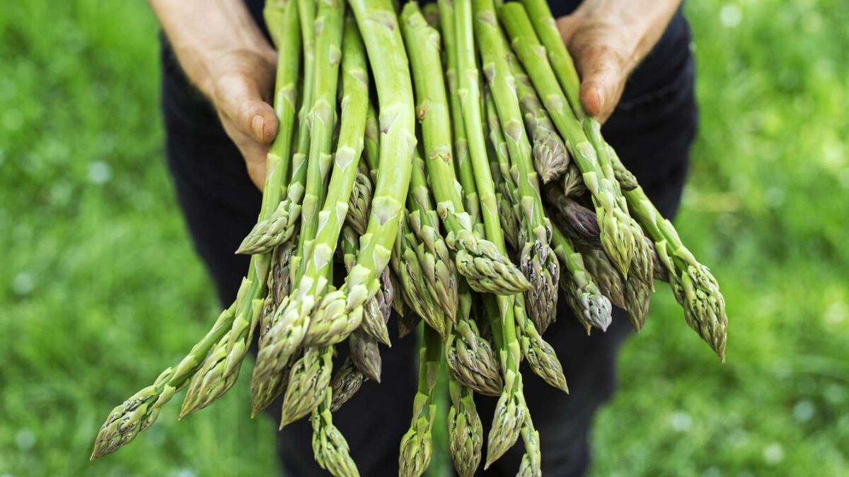    Правительство окажет поддержку российским производителям спаржи