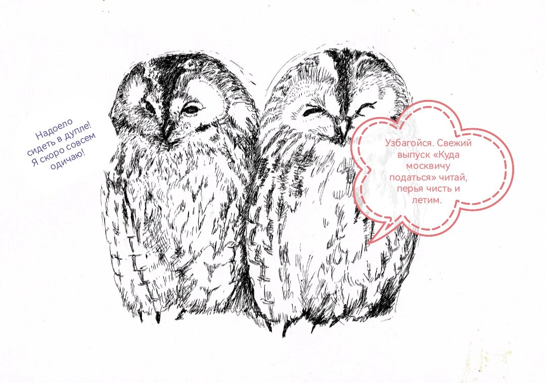 Мудрая сова ждет тебя на "Сороке-Белобоке" 9 апреля, ст.м.Тверская.