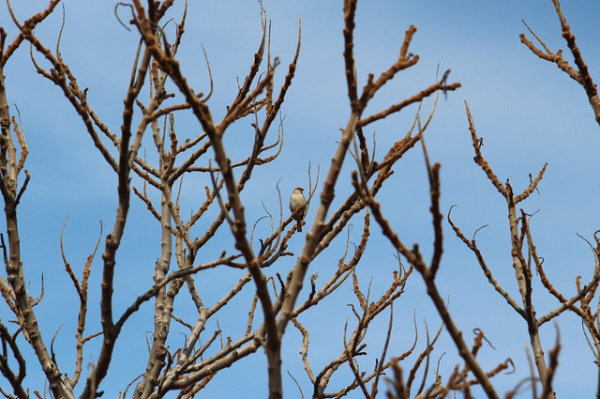    К концу недели в Омской области похолодает из-за арктического антициклона