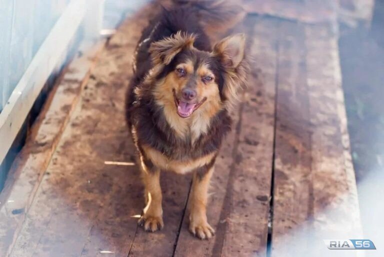    Суд Оренбурга принудительно выселил из квартиры хозяйку 13 собак за антисанитарию Белов Михаил Александрович