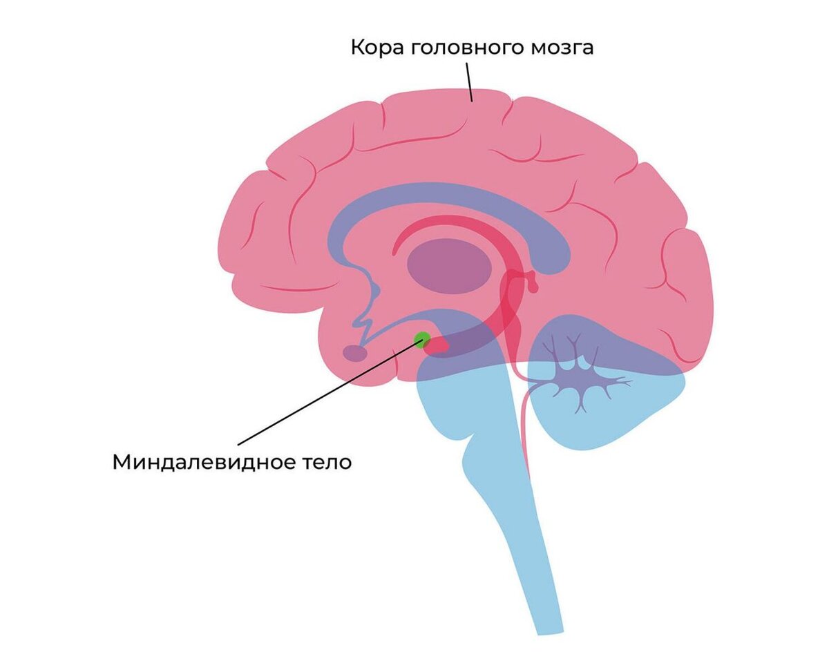 Миндалевидное тело (миндалина) - подкорковая структура лимбической системы, расположена в глубине височной доли мозга. 