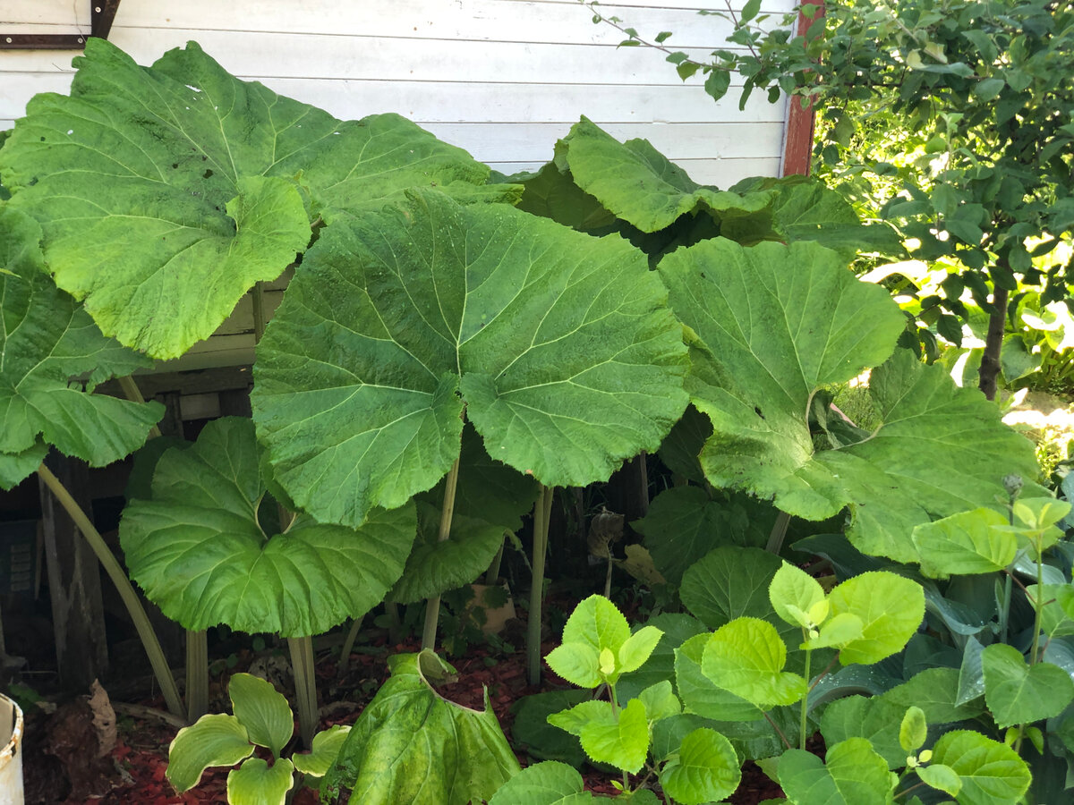 Июнь прошлого года: белокопытник в расцвете жизненных сил.