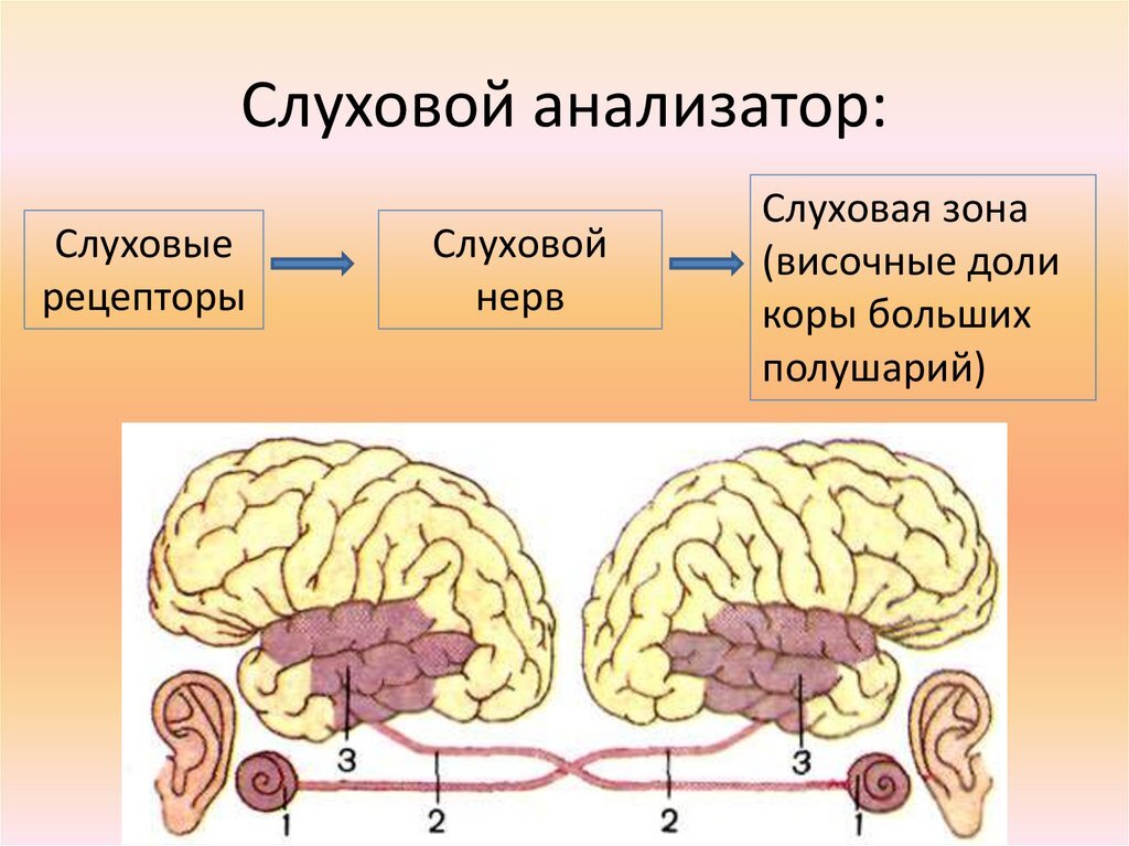 Какой цифрой на рисунке обозначена кость защищающая слуховую зону коры головного мозга