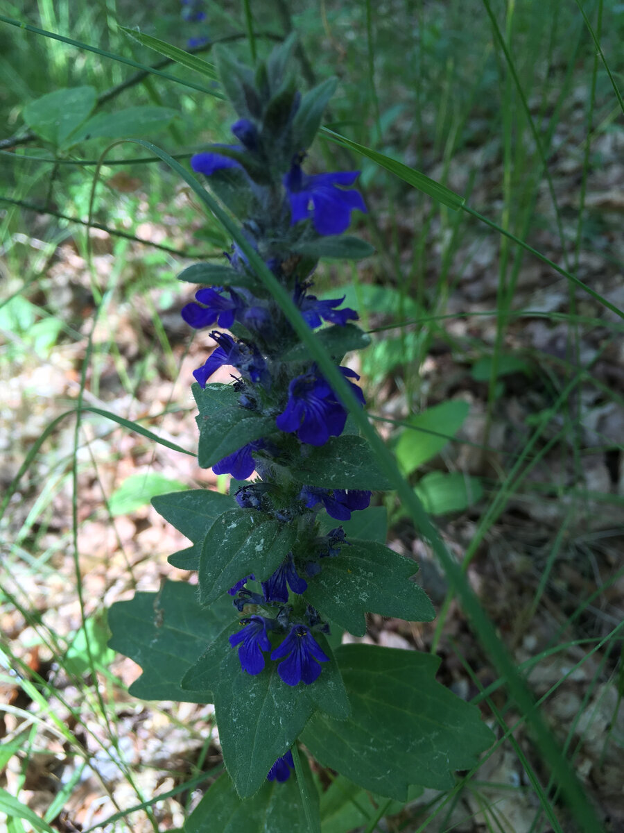 Фото автора. Лес