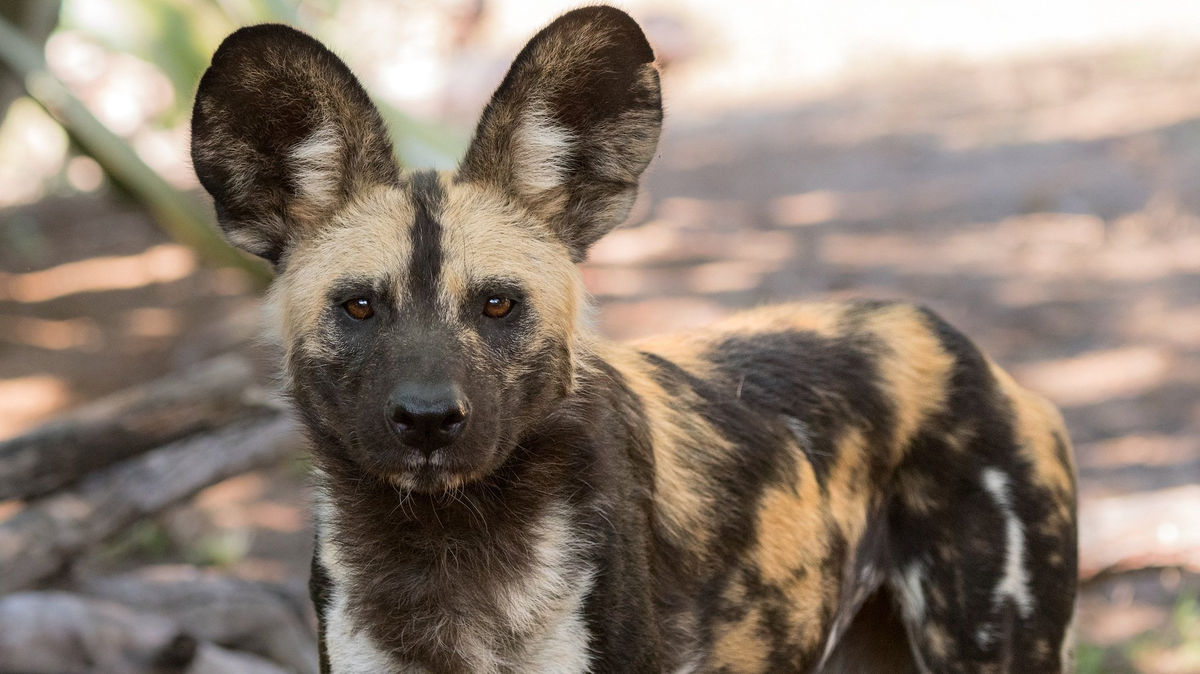 Яндекс картинки. Свободный доступ.