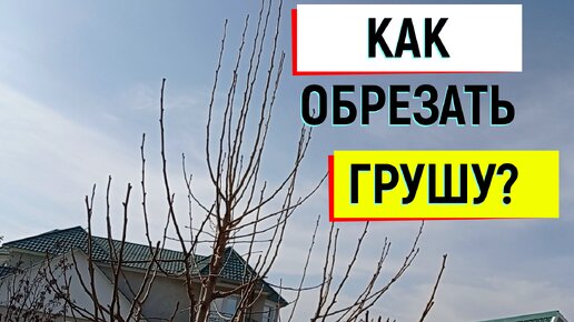 #груша КАК ОБРЕЗАТЬ ГРУШУ? #обрезкагруши#обрезка_груши#формирование_кроны_у_груши#как_обрезать_грушу