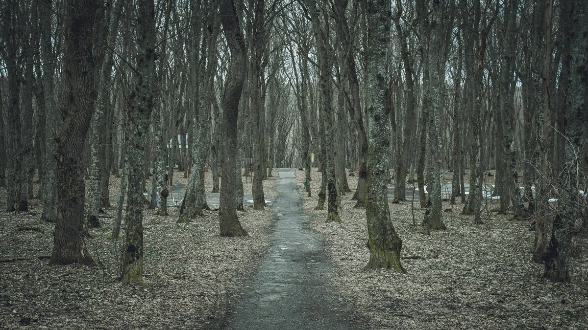     В Казани часть леса на улице Дубравная вывели из лесного фонда. По данным «Коммерсанта», скоро там пройдет вырубка деревьев.