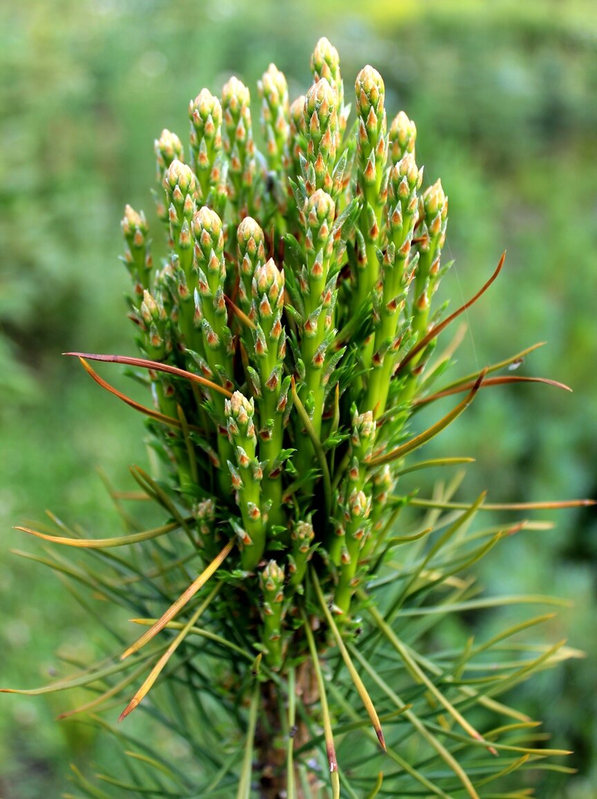 Топиар из сосны обыкновенной (Pinus sylvestris) | Декоративные древесные  растения для Сибири | Дзен