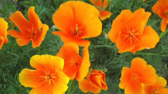    Как вырастить рассаду эшшольции в торфяных таблетках Юлия Шелковенко