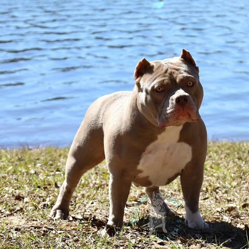 Ch ABKC American Dream Jupiter Perl, тип классик 