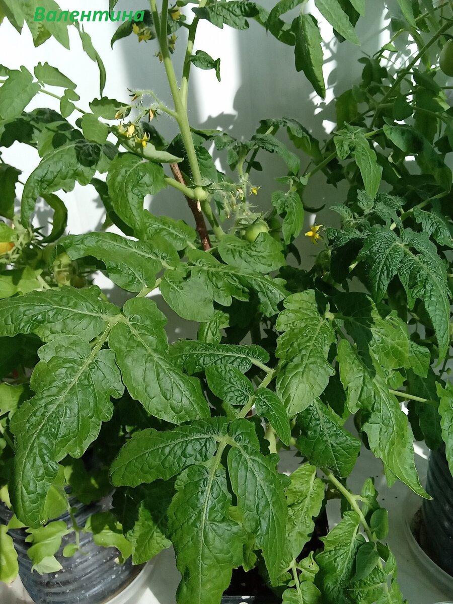 На балконе яблоку негде упасть.